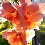 Gladiolukset ovat nykyään ihan lempikukkasiani.